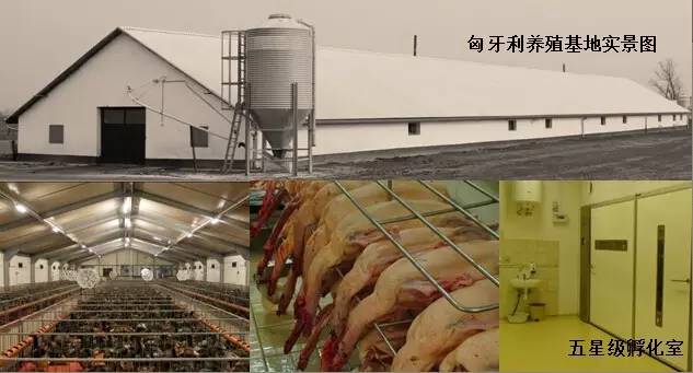 東方龍商務(wù)成功舉辦歐洲商品鵝養(yǎng)殖加工投資選址項(xiàng)目的政府對(duì)接會(huì) 東方龍商務(wù)成功舉辦歐洲商品鵝養(yǎng)殖加工投資選址項(xiàng)目的政府對(duì)接會(huì)