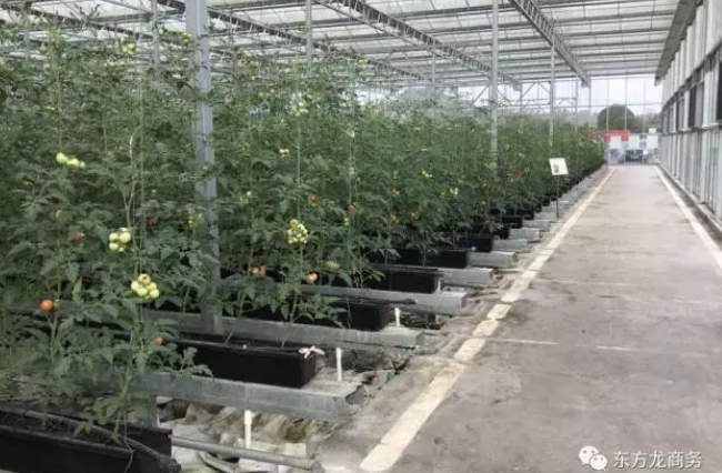 陪同高效農(nóng)業(yè)全國布點投資選址項目與貴州玉屏侗族自治縣簽訂投資意向協(xié)議 陪同高效農(nóng)業(yè)全國布點投資選址項目與貴州玉屏侗族自治縣簽訂投資意向協(xié)議