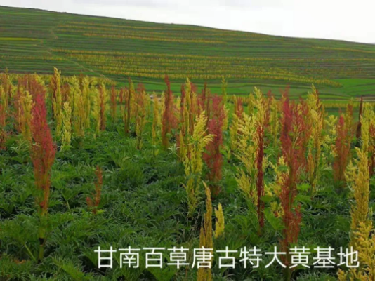 集團(tuán)全力助推甘肅甘南藏族自治州合作市委托招商引資，搶占發(fā)展先機(jī)壯大高原支柱產(chǎn)業(yè)
