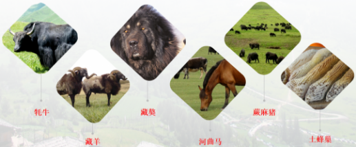 【甘南政府招商推介】搶占綠色崛起制高點(diǎn)，加快創(chuàng)建國家全域旅游示范區(qū)