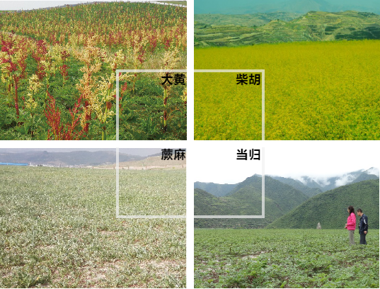 【甘南政府招商推介】立足生態(tài)優(yōu)勢，推動綠色發(fā)展，打造青藏高原上的生態(tài)文明高地