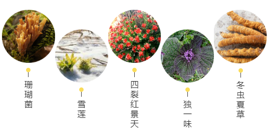 【甘南政府招商推介】立足生態(tài)優(yōu)勢，推動綠色發(fā)展，打造青藏高原上的生態(tài)文明高地