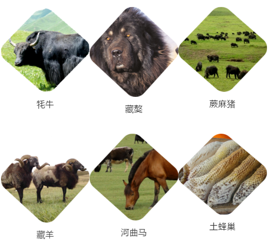 【甘南政府招商推介】立足生態(tài)優(yōu)勢，推動綠色發(fā)展，打造青藏高原上的生態(tài)文明高地