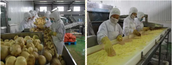 集團(tuán)全力助推黑龍江省依安縣委托招商引資，發(fā)揮產(chǎn)業(yè)支撐帶動作用