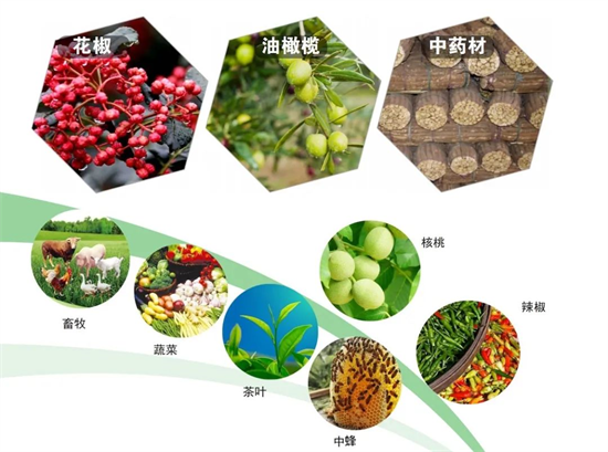集團全力助推甘肅隴南武都區(qū)委托招商引資，將地域資源優(yōu)勢轉(zhuǎn)化為經(jīng)濟發(fā)展新動能