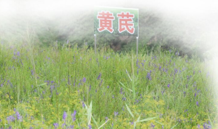 集團(tuán)全力助推陜西榆林子洲縣委托招商引資，打造特色產(chǎn)業(yè)集聚地