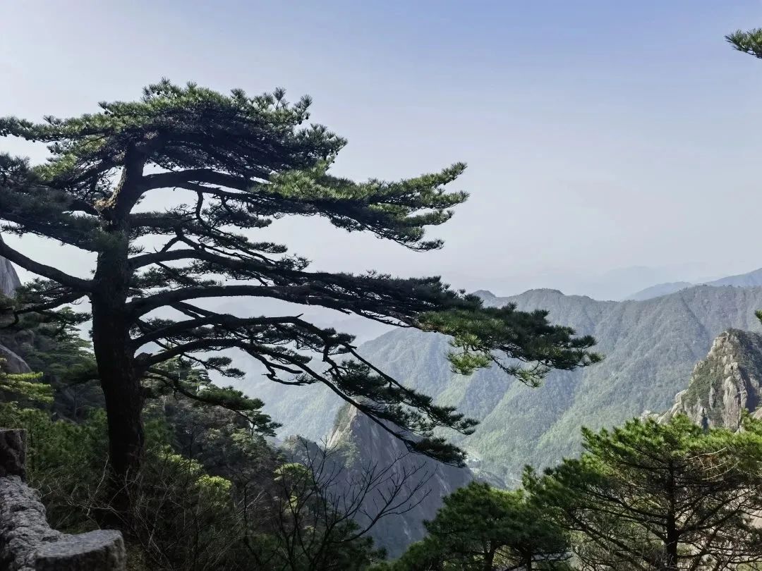 東方龍商務(wù)與春天有個約會！集團100余人赴安徽黃山“團建”，太嗨了！“奔跑二季度”——我們準備好了！