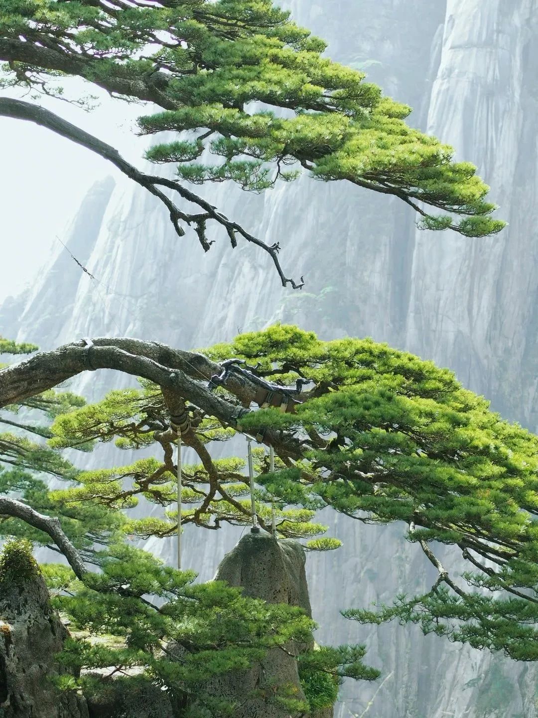 東方龍商務(wù)與春天有個約會！集團100余人赴安徽黃山“團建”，太嗨了！“奔跑二季度”——我們準備好了！